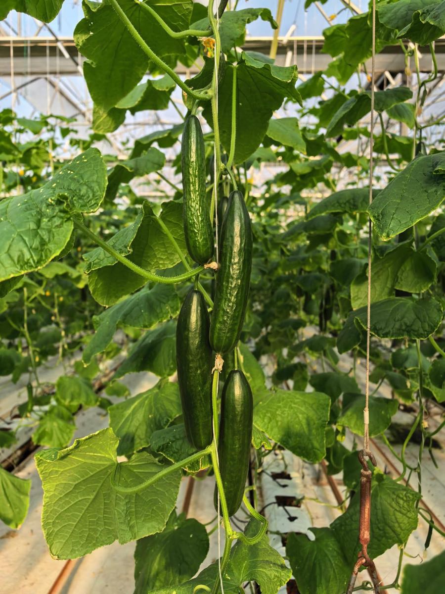 Cucumbers 3