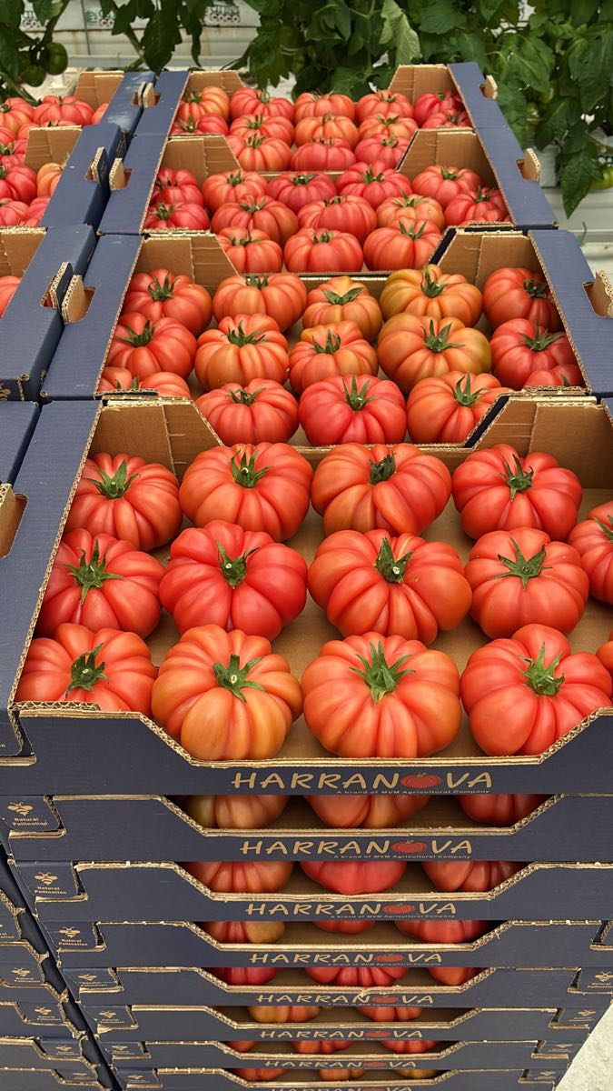 Beefsteak Tomatoes 2